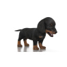 Dachshund Dog Puppy 3D Model PROmax3D - 3