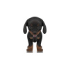 Dachshund Dog Puppy 3D Model PROmax3D - 4
