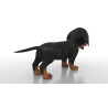 Dachshund Dog Puppy 3D Model PROmax3D - 7
