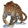 Rigged Sri Lankan Leopard 3D Model PROmax3D - 1