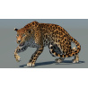 Rigged Sri Lankan Leopard 3D Model PROmax3D - 3