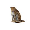 Rigged Sri Lankan Leopard 3D Model PROmax3D - 5