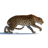 Rigged Sri Lankan Leopard 3D Model PROmax3D - 7