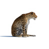 Rigged Sri Lankan Leopard 3D Model PROmax3D - 9