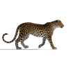 Rigged Sri Lankan Leopard 3D Model PROmax3D - 10