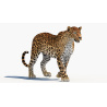 Rigged Sri Lankan Leopard 3D Model PROmax3D - 12