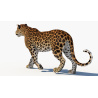 Rigged Sri Lankan Leopard 3D Model PROmax3D - 14