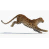 Rigged Sri Lankan Leopard 3D Model PROmax3D - 15