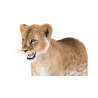 Lion Cub 3D Model Furry PROmax3D - 12