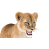 Lion Cub 3D Model Furry PROmax3D - 14