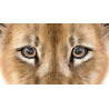 Lion Cub 3D Model Furry PROmax3D - 15