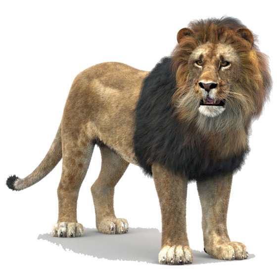 Lion 3D Model Rigged Fur