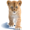 Animated Furry Lion Cub 3D Model PROmax3D - 1