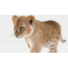 Animated Furry Lion Cub 3D Model PROmax3D - 12