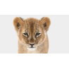Animated Furry Lion Cub 3D Model PROmax3D - 14