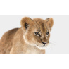 Animated Furry Lion Cub 3D Model PROmax3D - 15
