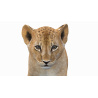 Animated Lion Cub 3D Model PROmax3D - 5