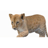 Animated Lion Cub 3D Model PROmax3D - 13