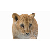 Animated Lion Cub 3D Model PROmax3D - 14