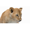 Animated Lion Cub 3D Model PROmax3D - 16