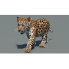 Animated Leopard Cub 3D Model PROmax3D - 2