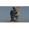 Animated Leopard Cub 3D Model PROmax3D - 3