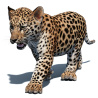 Animated Leopard Cub 3D Model PROmax3D - 1