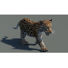 Animated Leopard Cub 3D Model PROmax3D - 4