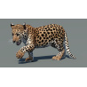 Animated Leopard Cub 3D Model PROmax3D - 9