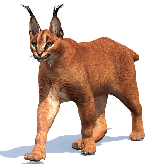 Animated Caracal 3D Model PROmax3D - 1