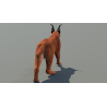 Animated Caracal 3D Model PROmax3D - 5