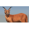 Animated Caracal 3D Model PROmax3D - 12