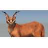 Caracal 3D Model Rigged  - 10