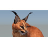 Caracal 3D Model Rigged  - 11