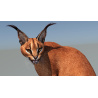 Caracal 3D Model Rigged  - 12