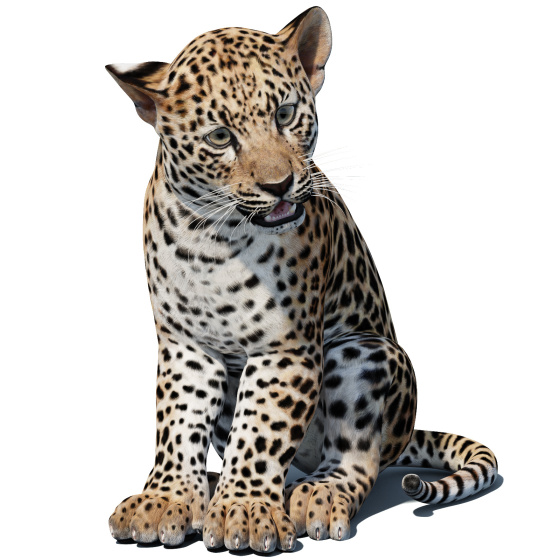 Rigged Leopard Cub 3D Model PROmax3D - 1