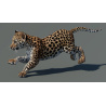 Rigged Leopard Cub 3D Model PROmax3D - 6