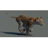 Rigged Leopard Cub 3D Model PROmax3D - 7