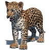 Leopard Cub 3D Model PROmax3D - 1