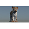 Leopard Cub 3D Model PROmax3D - 4