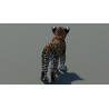Leopard Cub 3D Model PROmax3D - 6