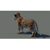 Leopard Cub 3D Model PROmax3D - 7