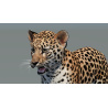 Leopard Cub 3D Model PROmax3D - 9