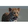 Leopard Cub 3D Model PROmax3D - 11