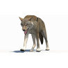 Red Wolf 3d Model Animated PROmax3D - 2