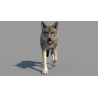 Red Wolf 3d Model Animated PROmax3D - 5