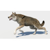 Red Wolf 3d Model Animated PROmax3D - 11