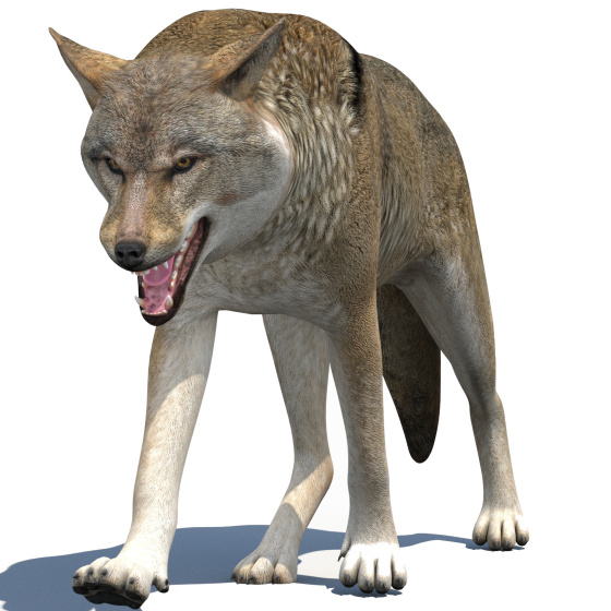 Red Wolf 3d Model Animated