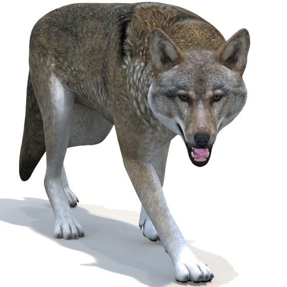 Red Wolf 3d Model Rigged PROmax3D - 1