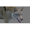 Red Wolf 3d Model Rigged PROmax3D - 8